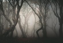 Fenomenele ciudate din padurea Baciu