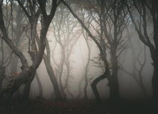 Fenomenele ciudate din padurea Baciu