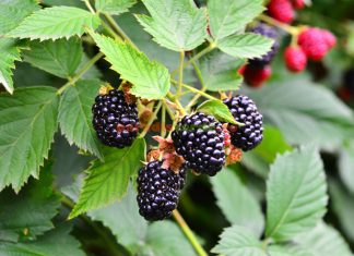 Murele – o sursă incredibilă de nutritive