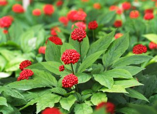 Ginseng: la ce trebuie sa fii atent