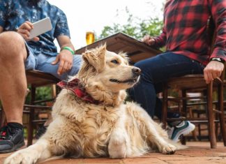 Beneficiile practicarii sportului cu animalul tau de companie